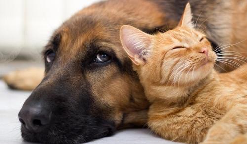 Annonces animaux sur joomil.ch